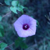 seek_ye_first